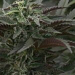 Black Weed