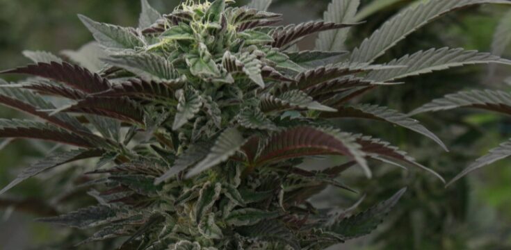Black Weed