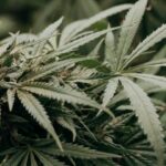 Sind Pestizide auf Cannabis gefährlich
