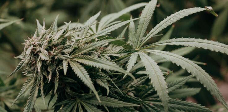 Sind Pestizide auf Cannabis gefährlich