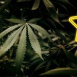 Top 5 Beliebte Cannabissorten in Deutschland