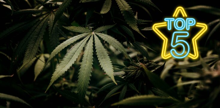Top 5 Beliebte Cannabissorten in Deutschland