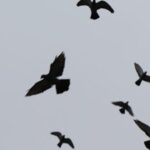 Vögel und Cannabis: Symptome und Lösungen