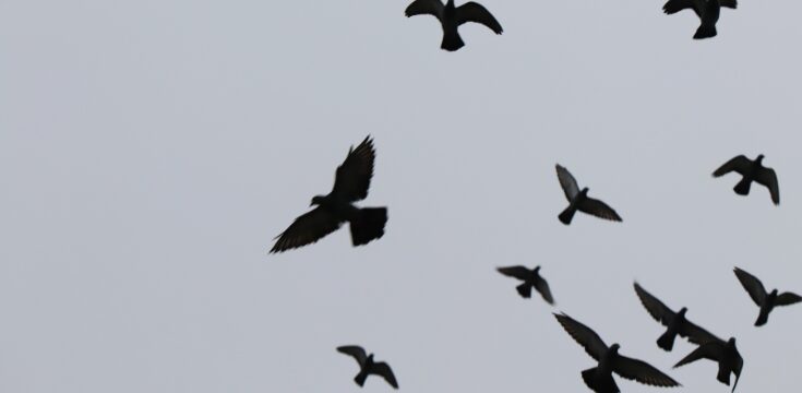 Vögel und Cannabis: Symptome und Lösungen