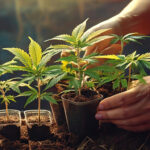 Wie und wann man Cannabis-Pflanzen umpflanzt