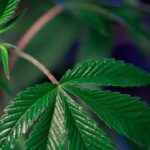 lila oder rote Cannabisstiele