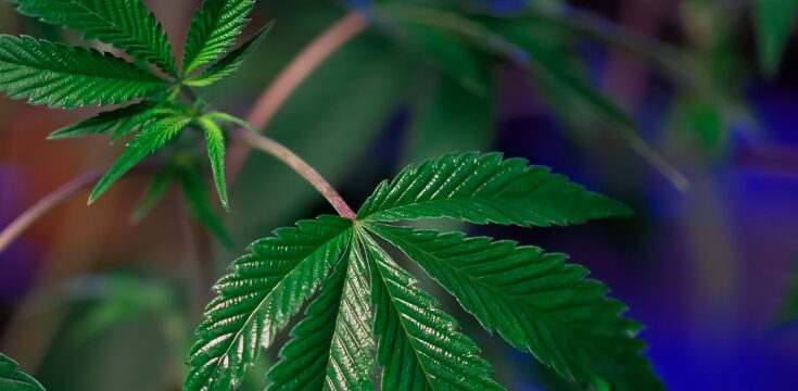 lila oder rote Cannabisstiele
