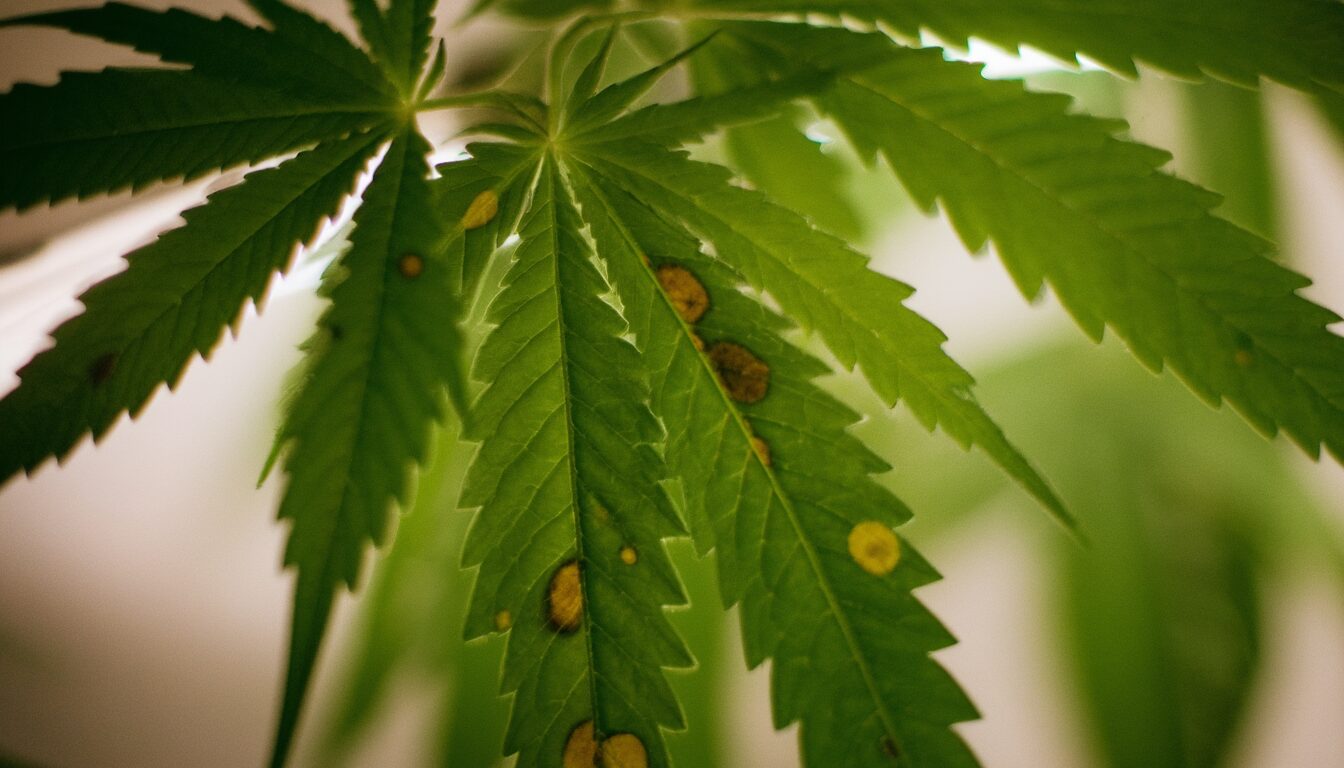 Septoria an Cannabis: Blattflecken erkennen & sofort stoppen