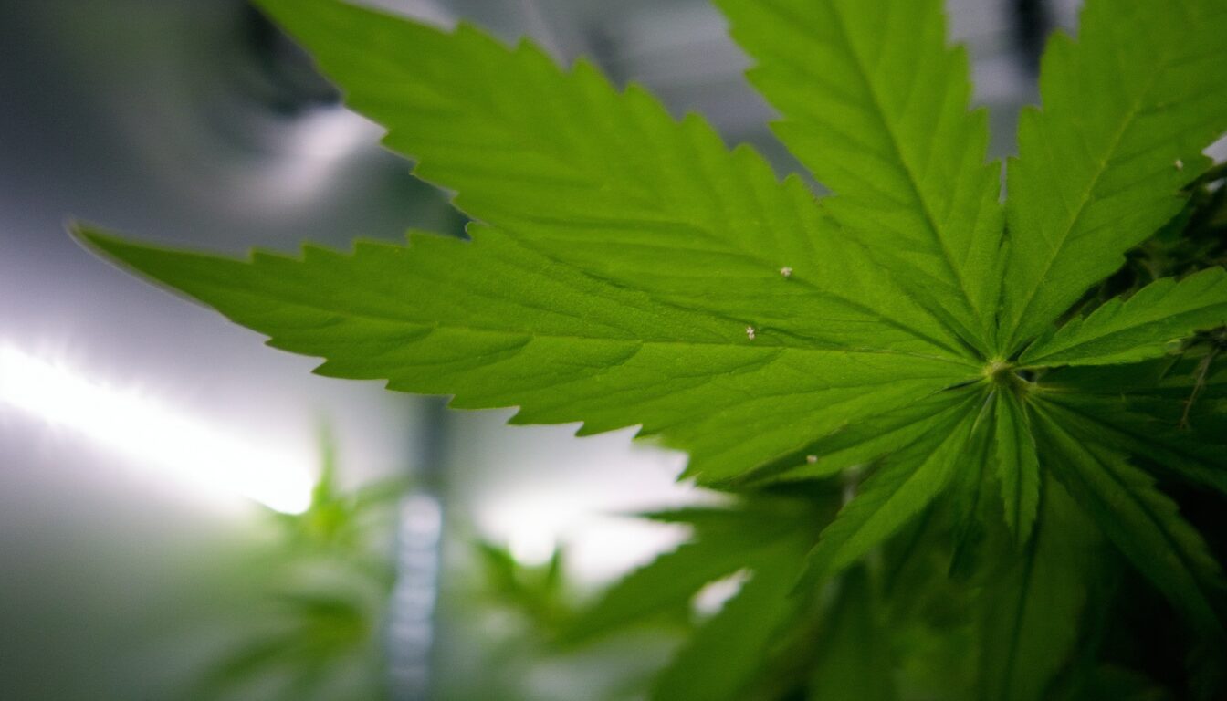 Weiße Fliegen im Growzelt bekämpfen: Sofort-Hilfe & Schutz